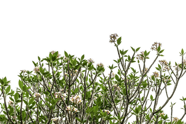 Дерево (Plumeria) на белом фоне
 - Фото, изображение