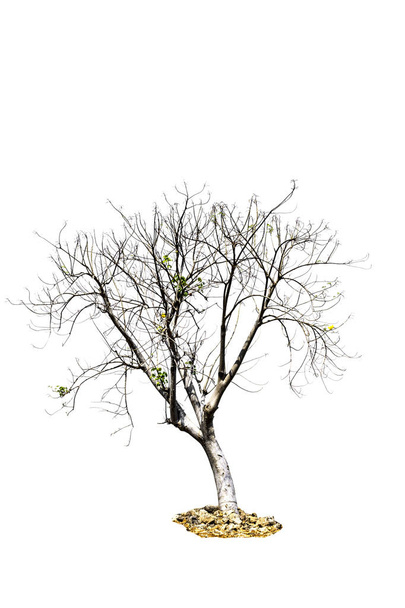 Drzewo (martwy) na białym tle - Zdjęcie, obraz