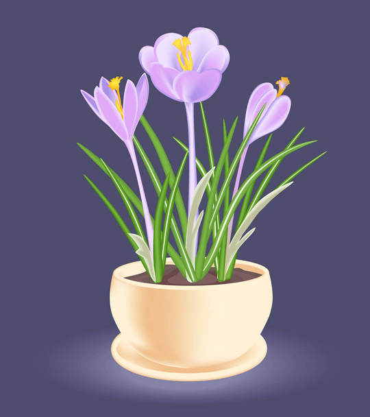 Spring flower in a flowerpot. Violet-blue crocus. - Vector, Image