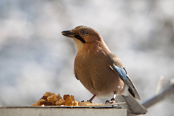 Jay pájaro alimenta
 - Foto, Imagen