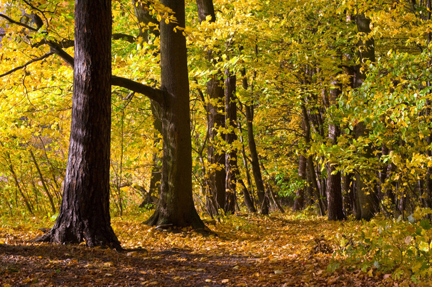 Осенний парк - Фото, изображение