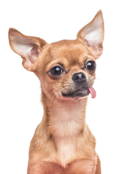 Dilini dışarı beyaz bir arka plan üzerine yapışmasını Chihuahua portre - Fotoğraf, Görsel