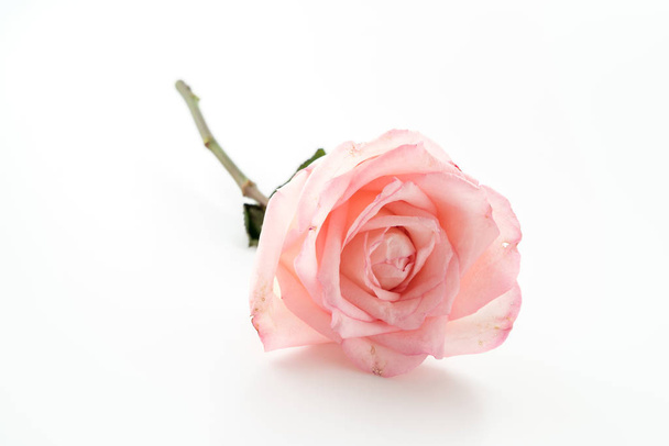 pink and white rose  - Φωτογραφία, εικόνα