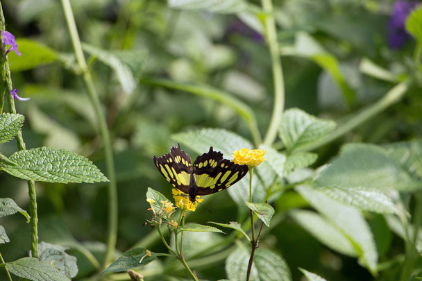 Schmetterlinge sind zarte Geschpfe unserer Natur - Foto, Imagen