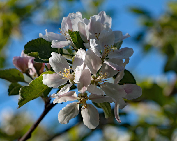 Apfelbluete im Fruehling - Foto, afbeelding