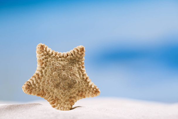 zeldzame diepwater starfish - Foto, afbeelding