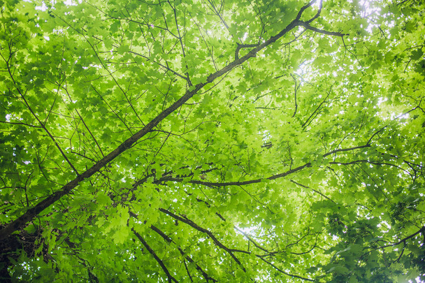 緑の木の葉 - 写真・画像