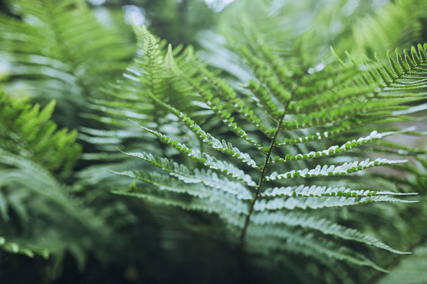 green fern leaves - 写真・画像