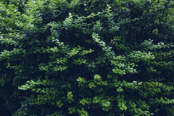 Green tree leaves - Фото, зображення
