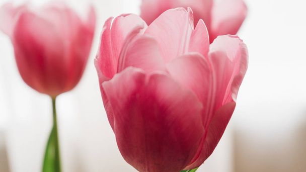 fotografía de tulipanes rosados sobre la mesa. Enfoque superficial
  - Foto, imagen