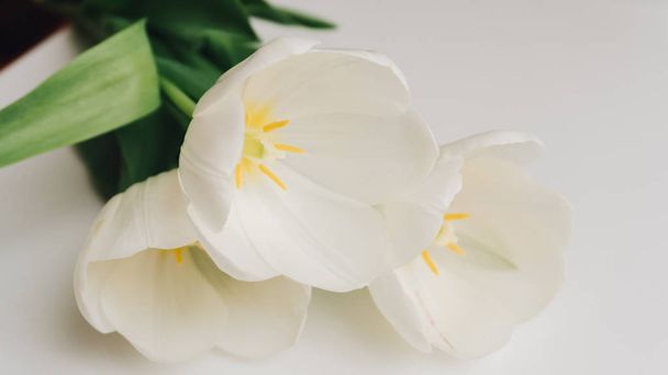 fotografía de tulipanes blancos sobre la mesa. Enfoque superficial
   - Foto, Imagen