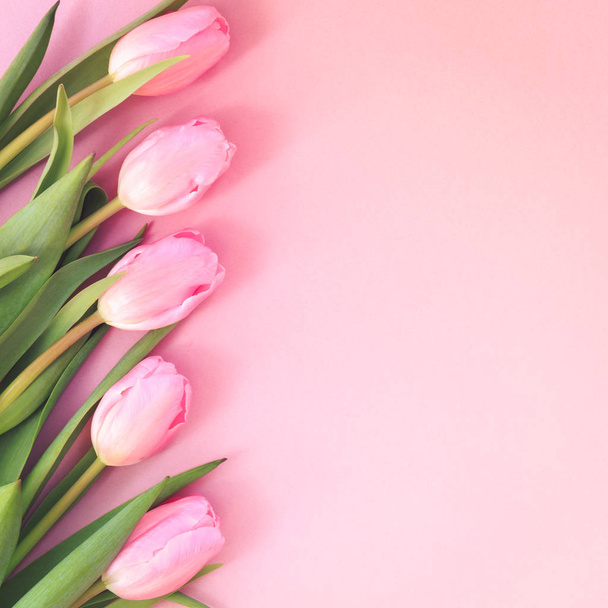 Różowe tulipany na różowym tle. Widok płaski świeckich, top. Valenti - Zdjęcie, obraz