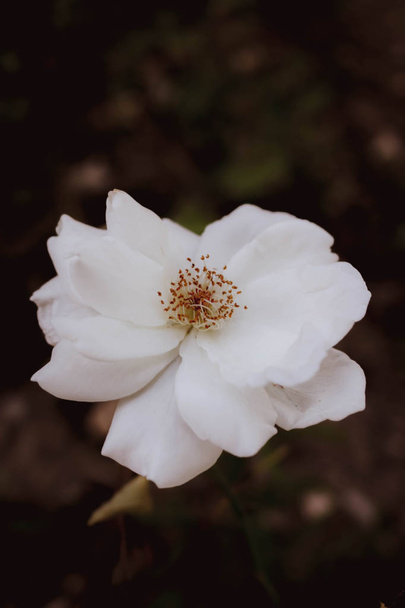 beautiful white flower - Foto, afbeelding