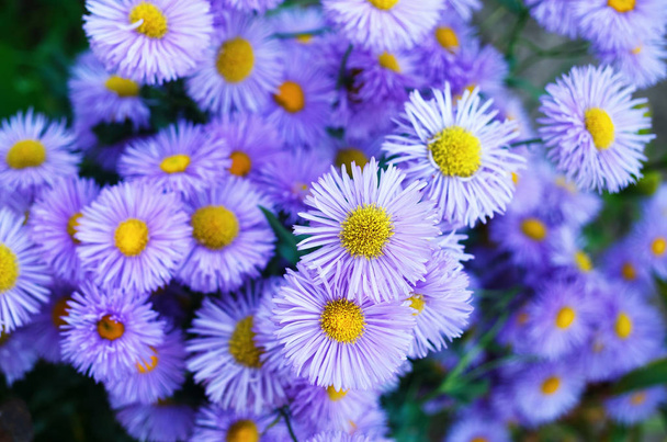 Monet violetti kukkia
 - Valokuva, kuva