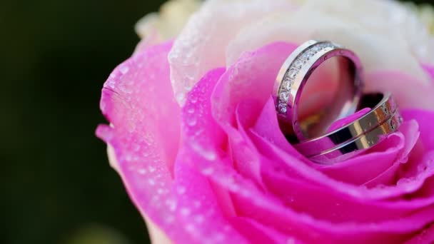 Anillos de boda de oro y rosas rosadas
 - Imágenes, Vídeo