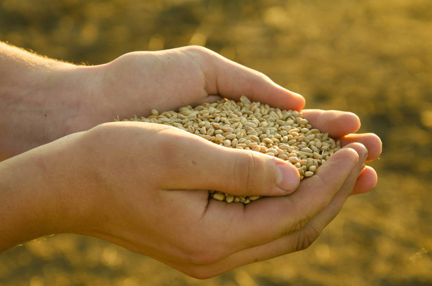 a handful of grains of wheat in the hands of the blurred background - Foto, immagini