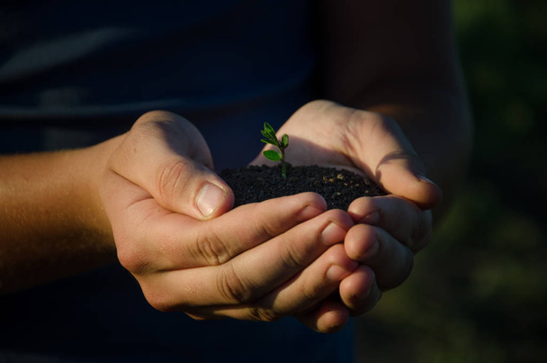 green sprout in the hands of a handful of earth man - 写真・画像