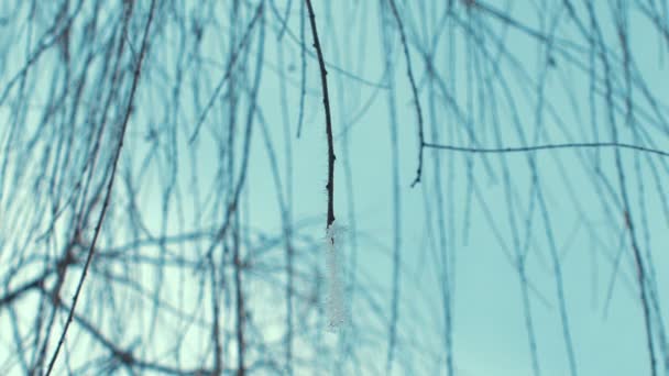 csiszolt fa ágai közelről. napos - Felvétel, videó