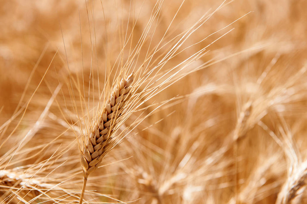 Ухо кукурузы - Фото, изображение