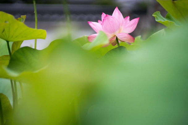Lotus at Kikouji-temple,nara,japan - Foto, afbeelding