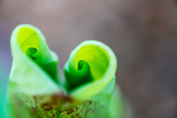 Lotus leaves in sunlight, closeup shot   - Фото, зображення