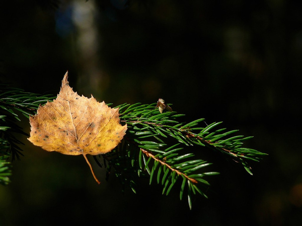 Old leaf. - Fotoğraf, Görsel