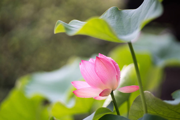 Lotus at Toushoudaiji-temple,nara,japan - Photo, Image