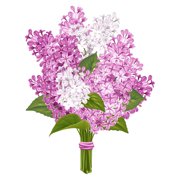 Lilac bouquet isolated on white - Vector, Image