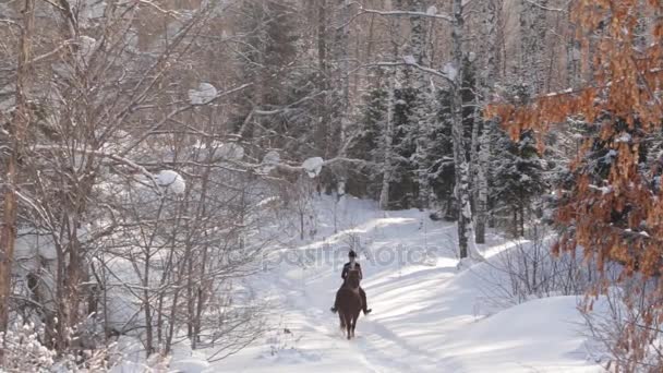 Young beautiful girl jockey riding a horse in winter forest - Filmati, video
