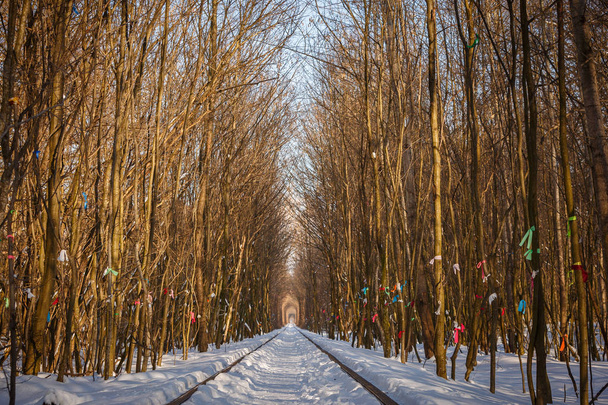 La verdadera maravilla natural - túnel de amor creado a partir de árboles a lo largo del ferrocarril en Ucrania, Klevan. Nieve de invierno al atardecer en los carriles
 - Foto, imagen