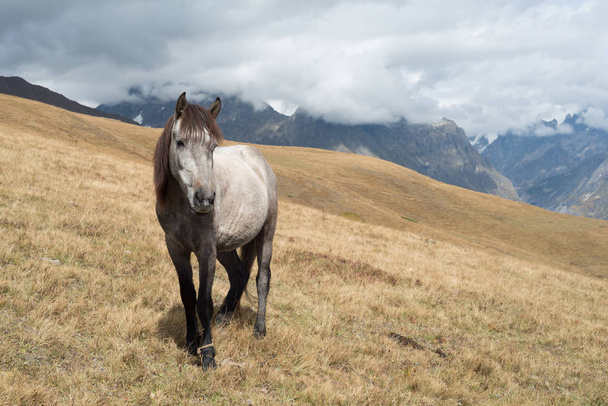 Серый конь в горах
 - Фото, изображение