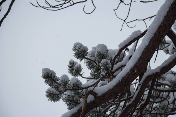 Close up of green pine branch of a tree covered with snow - 写真・画像