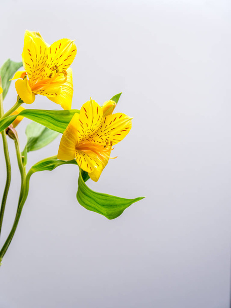 Keltainen perulainen lilja kopiointitilalla
 - Valokuva, kuva