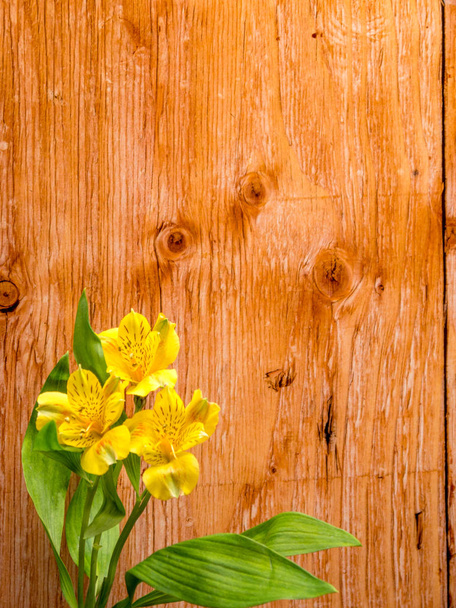 Yellow Peruvian Lily on plywood Background - 写真・画像