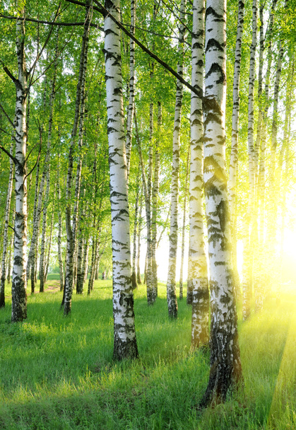 Birch trees - Photo, Image