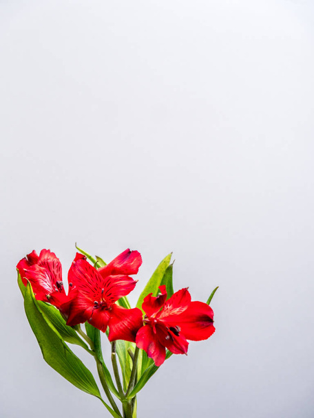 Czerwony peruwiański Lily na białym tle - Zdjęcie, obraz