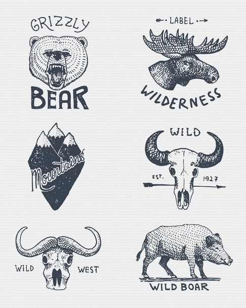 meghatározott vésett évjárat, kézzel rajzolt, régi, címkék és jelvények, a kemping, túrázás, vadászat, grizzly medve, jávorszarvas, hegyi csúcs koponyája a bivaly és a vadon élő sertés, vaddisznó. - Vektor, kép