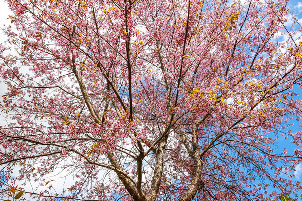 cherry blossom flower and tree - Valokuva, kuva