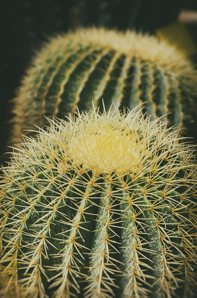 Big Cactus Close up - Foto, afbeelding
