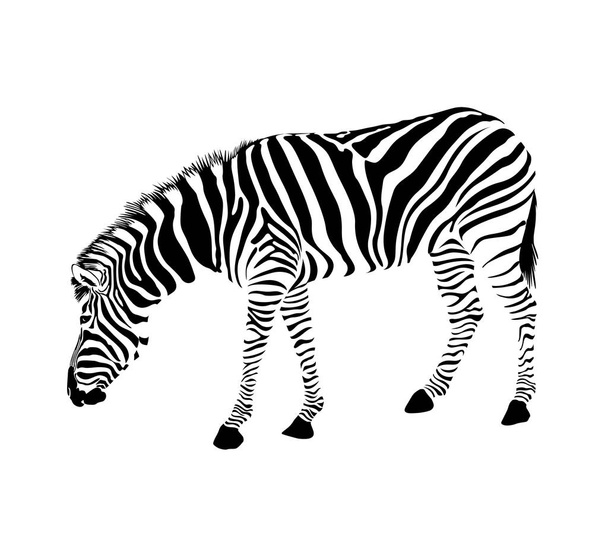 Zebra stance and bend down. - Vektor, Bild