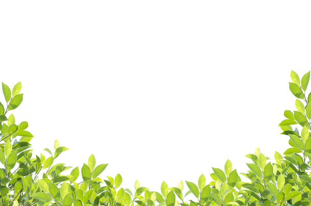 Green leaf border isolated on white background. - Photo, Image