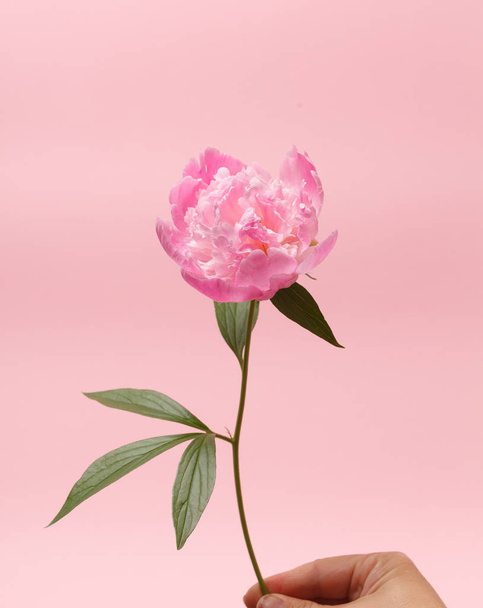 Fresh peony in the hand - Foto, afbeelding