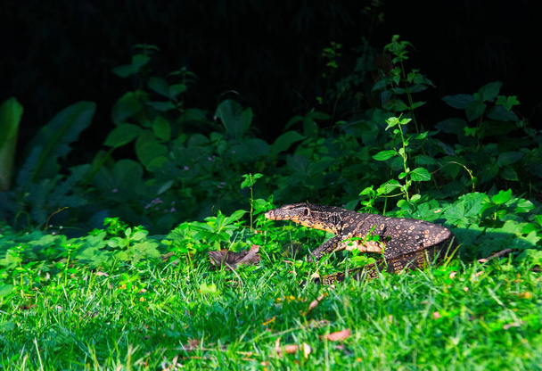 Water monitor Lizard Varanus salvator - Фото, изображение
