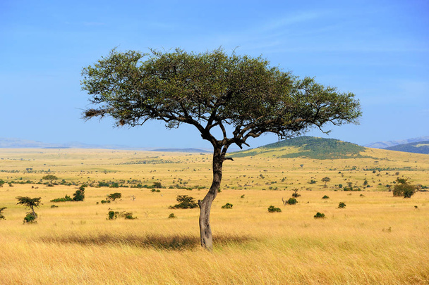 Paisaje con árbol en África
 - Foto, Imagen