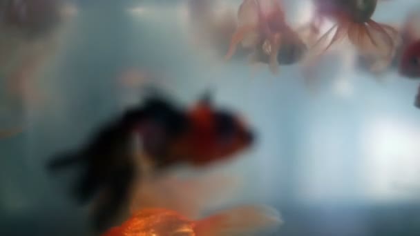 Měkký cílené krásné goldfishes plavat - Záběry, video
