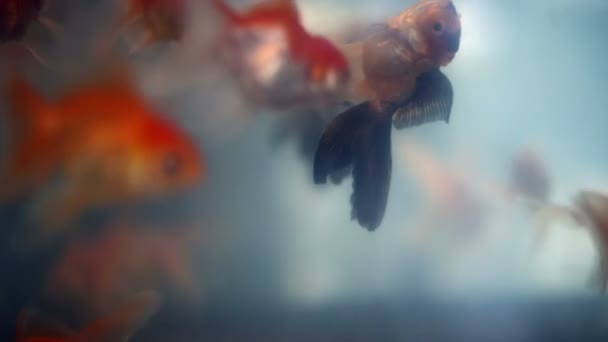 Upside down floating and drowning bizarre orange black goldfish - Footage, Video
