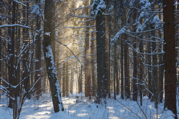 Paysage hivernal de peuplement naturel avec chêne mort
 - Photo, image