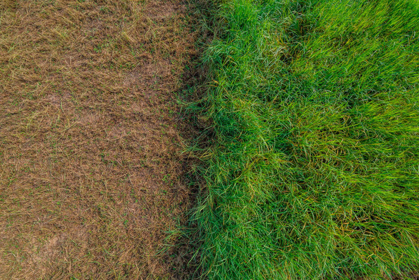 Green grass field - Photo, Image