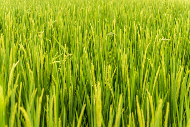 Paddy field close up - Photo, Image