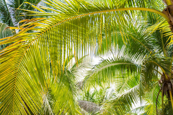 coconut tree on blue sky - Foto, Imagen